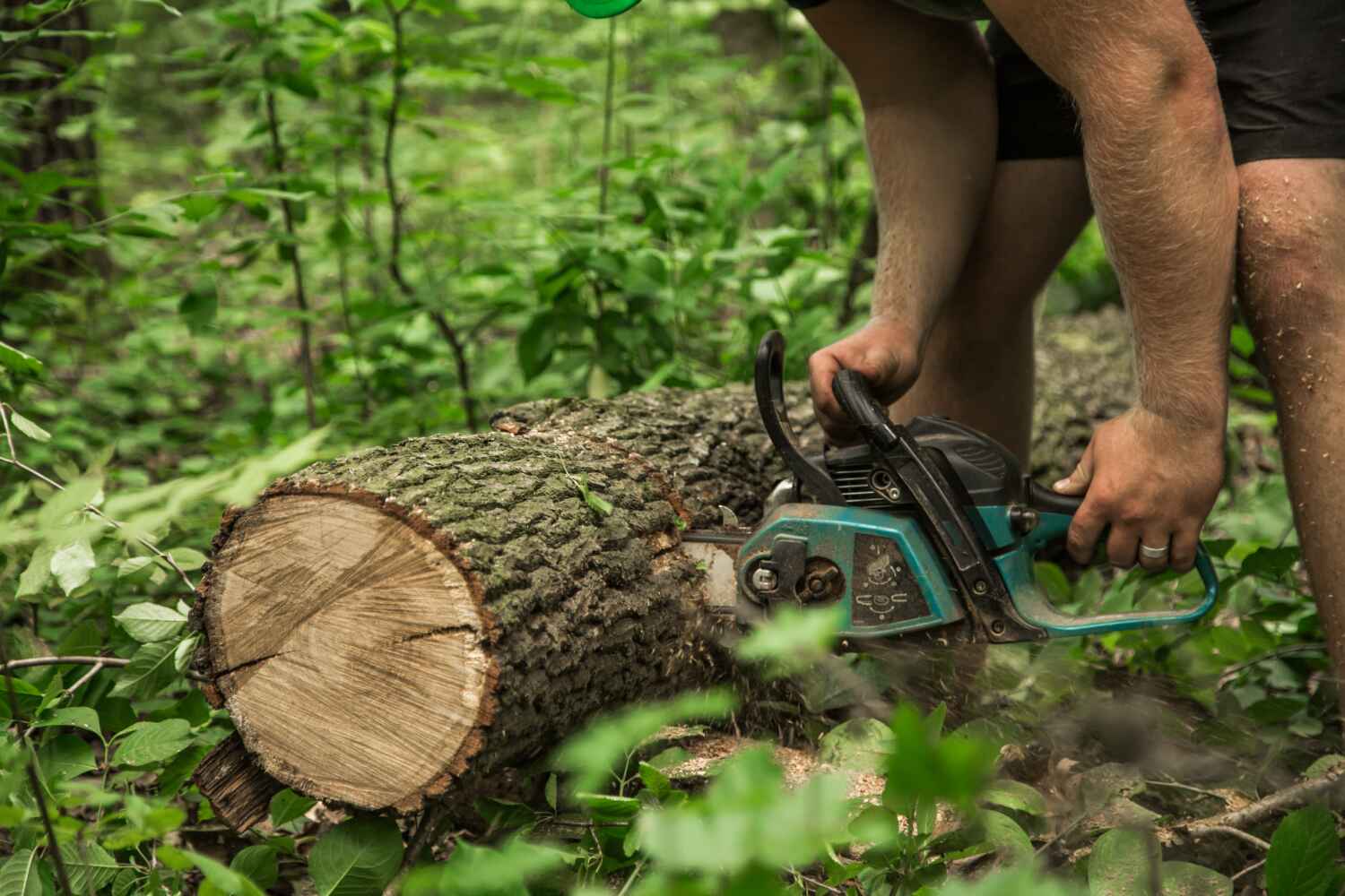 Best Arborist Services Near Me  in Farngton, MI